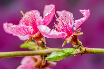 Pink cherry tree flower blooming. Beautiful Pink And White Cherry Blossoms