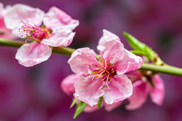 Pink cherry tree flower blooming. Beautiful Pink And White Cherry Blossoms