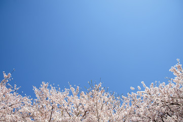 青空と桜