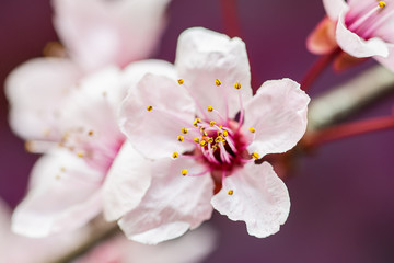 Pink cherry tree flower blooming. Beautiful Pink And White Cherry Blossoms