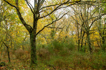 Fototapeta na wymiar Autumnal forest
