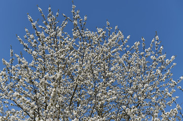 Kirschbaumblüte
