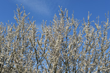 Schlehe im Frühling