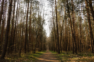 Forest landscape with high trees and way