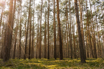 Fototapeta na wymiar Forest landscape with high trees and way
