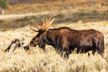 Side view of Bull Moose with large antlers walking in sage plants