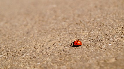 A close up of a ladybug. Macro.
