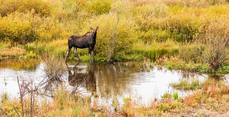 Moose standing in pond reflecting in water surrounded by Fall color