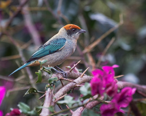 Near endemic bird from Colombia perched on the branch