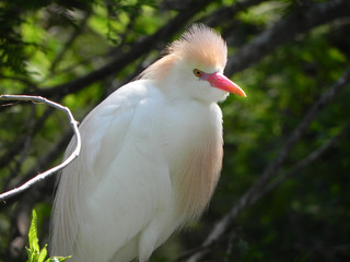 Snowy Egret