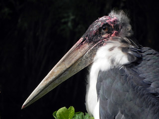 Stork