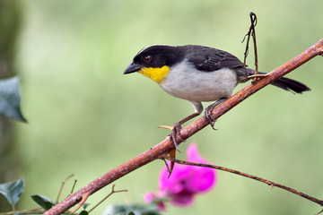 Beautiful bird carefully moving on a branch