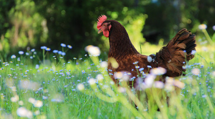 Rhode Island Red Hen