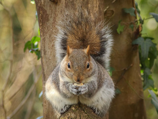 Cute fat squirrel munching on a nut