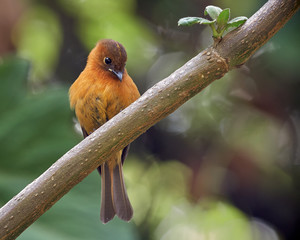 Cinnamon flycatcher resting on a diagonal branch
