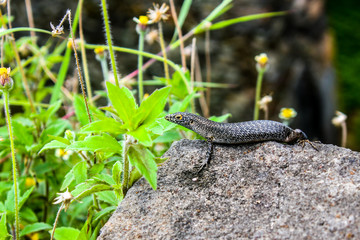 Fototapeta premium Trachylepis lizard in nature wild