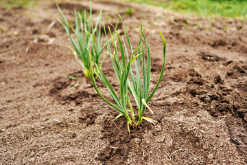 Onions growing in the garden in rows at open ground farm. Farm homestead with agricultural landings.