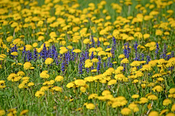 Yellow dandelions.Blooming dandelions on meadow. Spring flowers background. Field of yellow dandelions. Bright spring landscape. Yellow flowers background