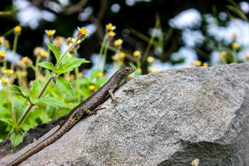 Trachylepis lizard in nature wild