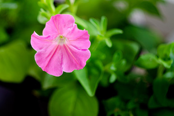 Blooming light pink petunia in spring day. Window sill with flowers of fuchsia in pots. Seedlings in plastic boxes on the windowsill. Concept of home hobby still life with gardening objects on balcony