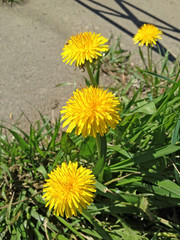 Yellow dandelions.Blooming dandelions on meadow. Spring flowers background. Field of yellow dandelions. Bright spring landscape. Yellow flowers background