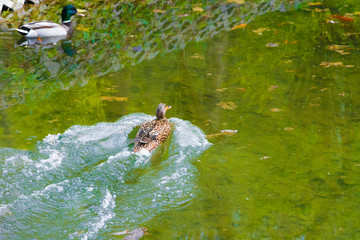 Kaczki w stawie © Heroc