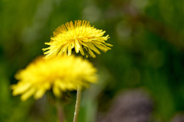 Yellow dandelions.Blooming dandelions on meadow. Spring flowers background. Field of yellow dandelions. Bright spring landscape. Yellow flowers background