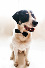 Labrador dog in a black bow tie. Best friend and dating concept.