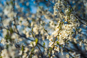 The branches of a blossoming tree. Cherry tree in white flowers. Blurring background.