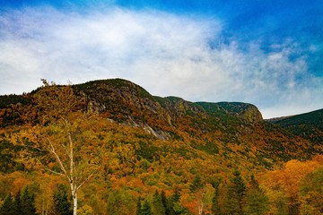 Obraz premium Fall Color