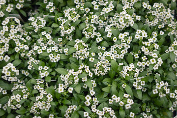Alyssum