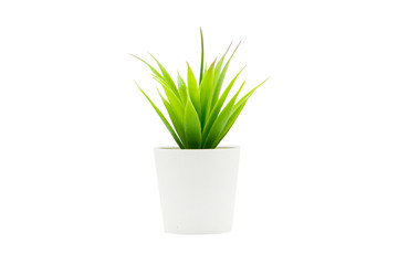 Indoor small green plant isolated on white