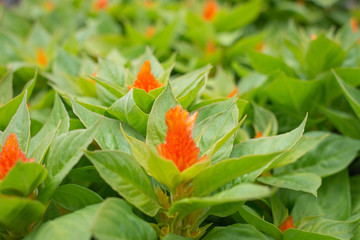 Celosia
