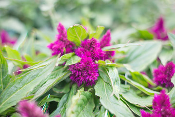 Celosia
