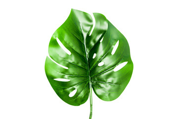 Large green plant leaves isolated on a white background © zaharov43