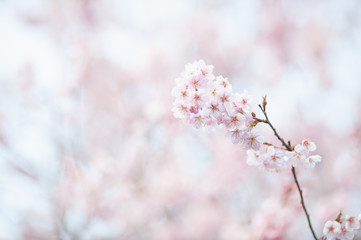 桜の花
