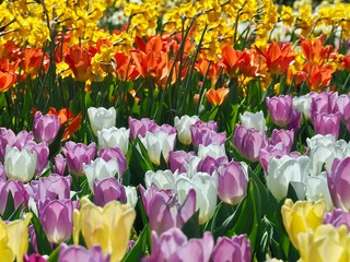Obraz premium Colorful blooming tulip field