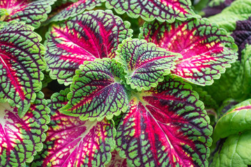 Coleus