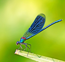 dragonfly on a green leaf