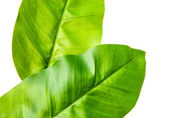 Large green plant leaves isolated on a white background