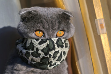 Scottish fold grey cat. Scottish cat's portrait. Covid-19.