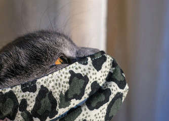 Scottish fold grey cat. Scottish cat's portrait. Covid-19.