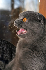 Scottish fold grey cat. Scottish cat's portrait.