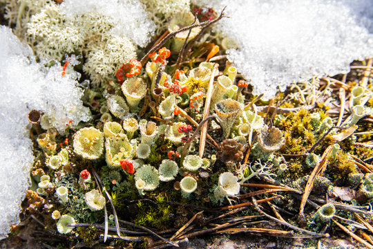 Cladonia asahinae (pixie cup lichen) growing on the rocks