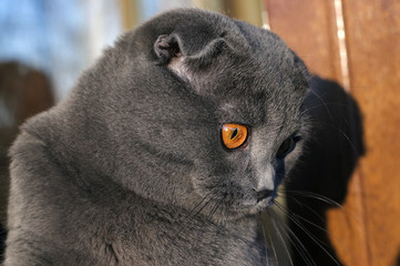 Scottish fold grey cat. Scottish cat's portrait.
