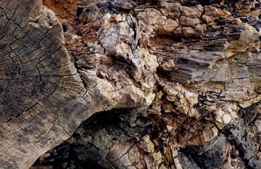 wood texture background