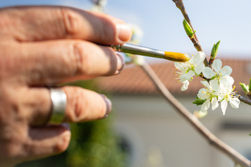 Männerhand bestäubt mit einem Pinsel Blüten eines Zwetschgenbaums