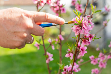 Fototapeta na wymiar Männerhand bestäubt mit Pinsel Blüten eines Pfirsichbäumchens