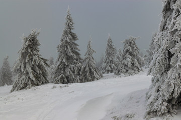 Winter in the mountains. Fresh snow on trees, misty scene. 
