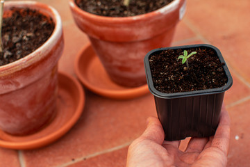 Hand holding a small green young plant growing in a plastic pot. In the background two big terra cotta pots standing on orange ceramic floor. Home gardening and organic farming concept.